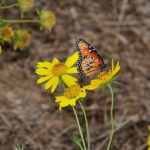 Pemanfaatan Media Sosial untuk Komunikasi Pemerintahan Desa Cengkareng Barat