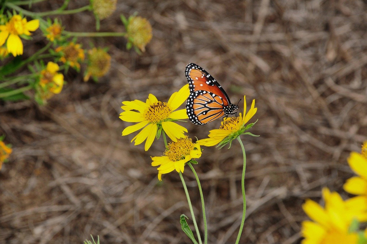 Pemanfaatan Media Sosial untuk Komunikasi Pemerintahan Desa Cengkareng Barat
